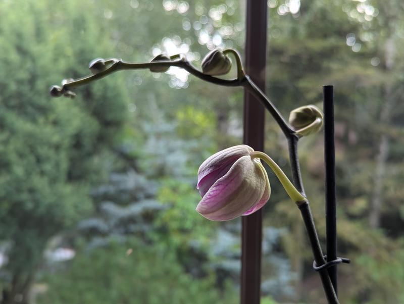 100 Life Lessons - People are like orchids