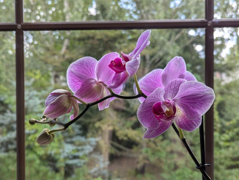 100 Life Lessons - People are like orchids