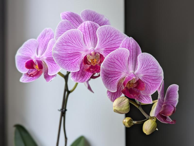100 Life Lessons - People are like orchids